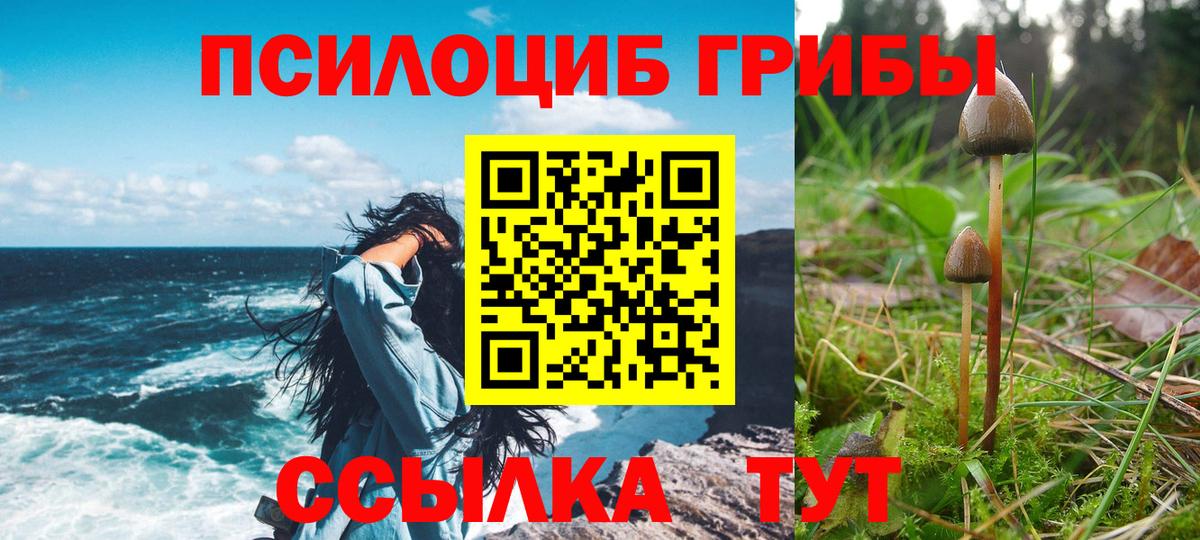 Псилоцибиновые грибы Cubensis  Галлюциногенные грибы прущие грибы  Вход с VPN  Аксай 
